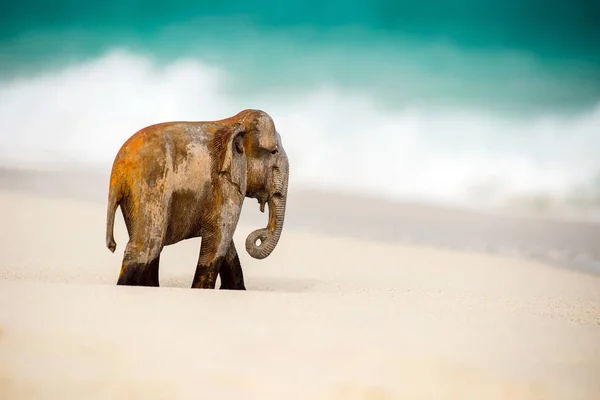 Figura Elefante de madera — Foto de Stock