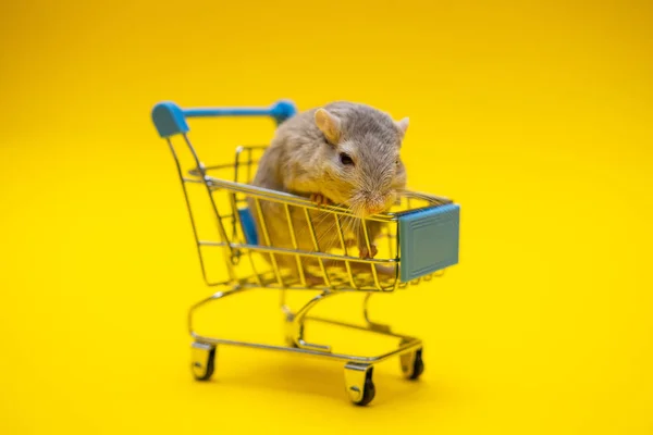 Rata gris dentro del carrito de la compra sobre un fondo amarillo — Foto de Stock