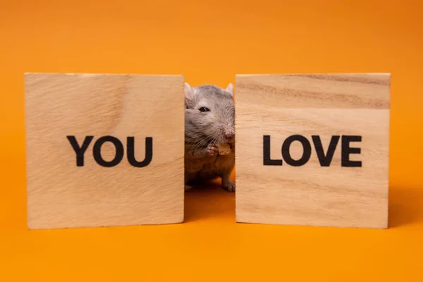 Šedá myš mezi dřevěnými kostkami hraček na oranžovém pozadí — Stock fotografie