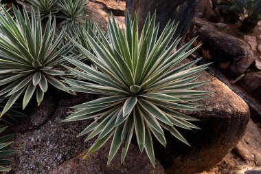 Kaktüs bahçesi. Farklı kaktüsler.