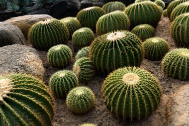 Cactus garden. Different types of cacti clipart