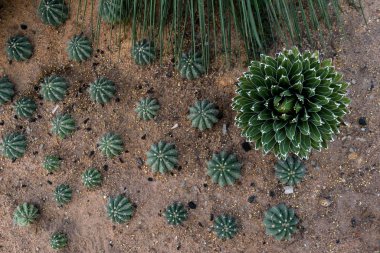 Kaktüs bahçesi. Farklı kaktüslerin üst görünümü