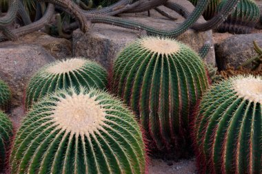 Kaktüs bahçesi. Farklı kaktüslerin yakın plan çekimleri