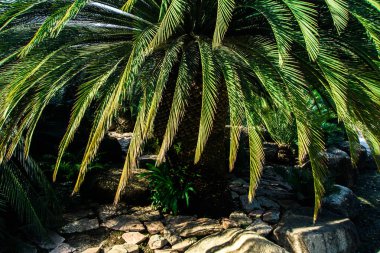 Tropik bir bahçede palmiye yaprakları