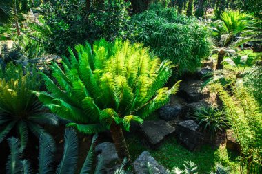 Tropikal bir bahçede manzara tasarımı