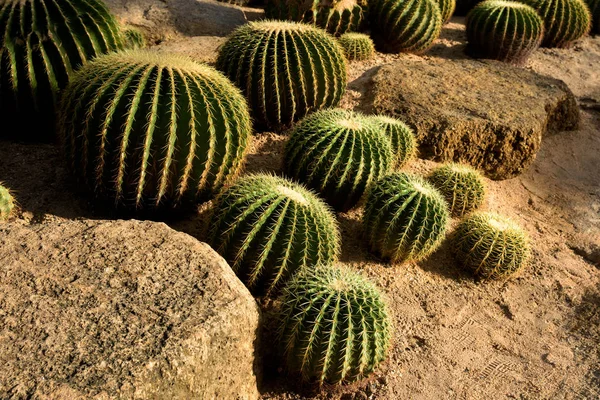 Kaktusová zahrada. Různé typy kaktusů — Stock fotografie