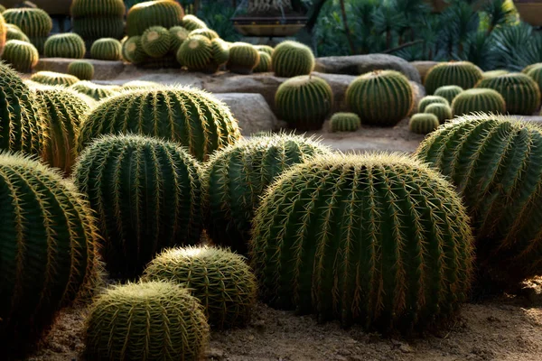 Cactus garden. Different types of cacti — Stock Photo, Image