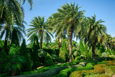 Tropikal bir bahçede manzara tasarımı