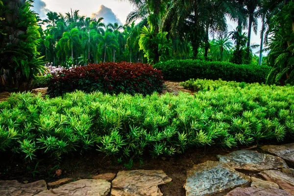 Ландшафтный дизайн в тропическом саду — стоковое фото