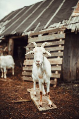 Keçi ayakta ahır önünde