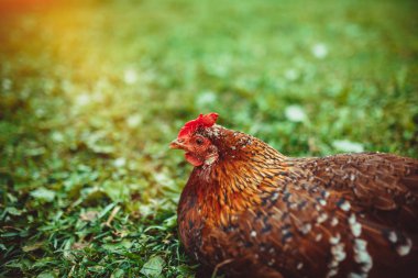 Ücretsiz aralığı canlı tavuk