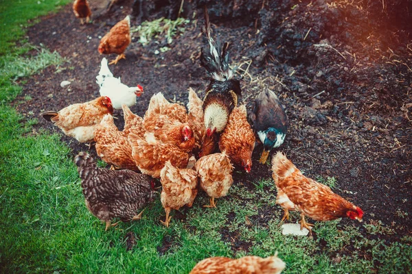 Free range living chickens and ducks — Stock Photo, Image