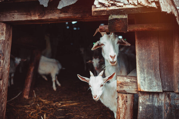 Goats in a farm