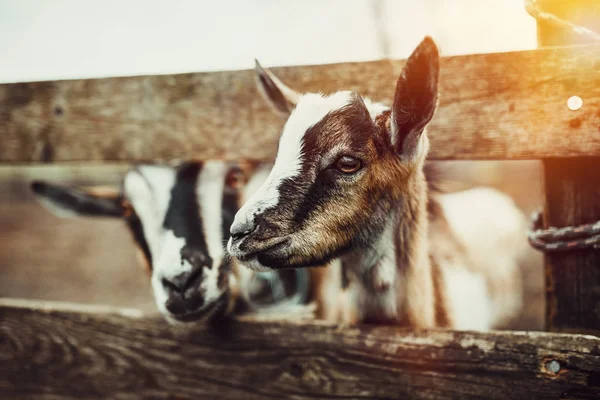 Şirin Bebek keçi — Stok fotoğraf