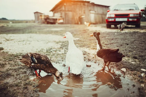 Ördekler yaşayan ücretsiz aralığı — Stok fotoğraf