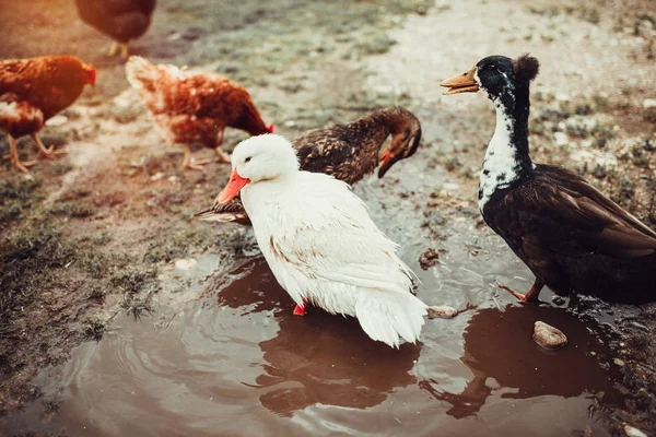 Patos vivos de alcance livre — Fotografia de Stock