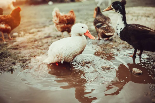 Patos vivos de alcance livre — Fotografia de Stock