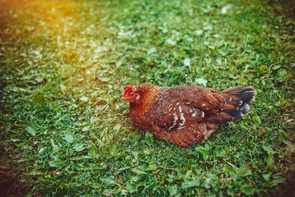 Volný výběh živé kuře — Stock fotografie