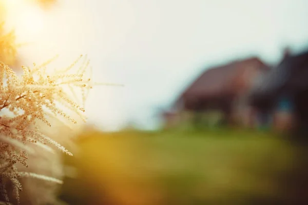 Een gele bloem heester met wazig huis op de achtergrond — Stockfoto