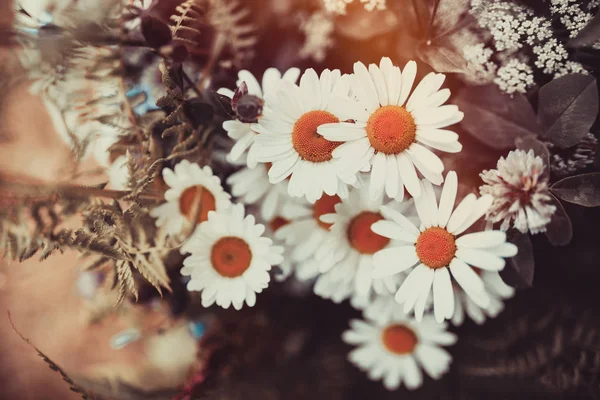 レトロな色のデイジーの花 — ストック写真