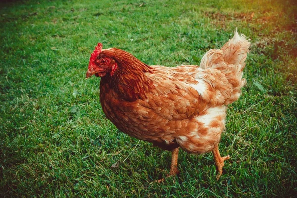Free range living chicken — Stock Photo, Image