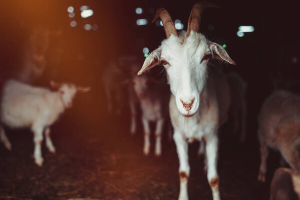 Goat in a barn