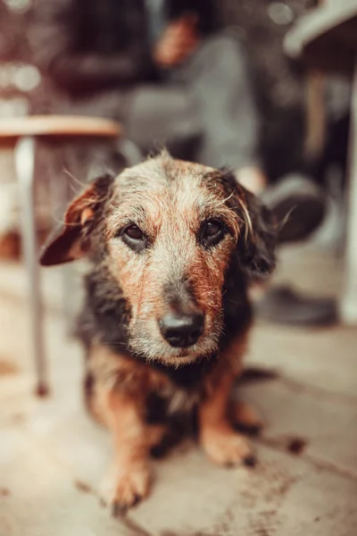 Velho cãozinho bonito — Fotografia de Stock