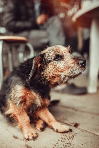 Velho cãozinho bonito — Fotografia de Stock