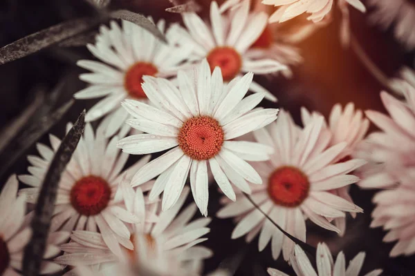 レトロな色のデイジーの花 — ストック写真