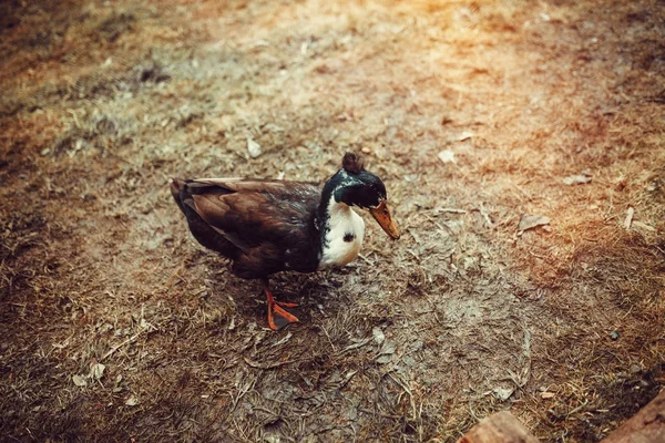 Szabad tartású élő kacsa — Stock Fotó