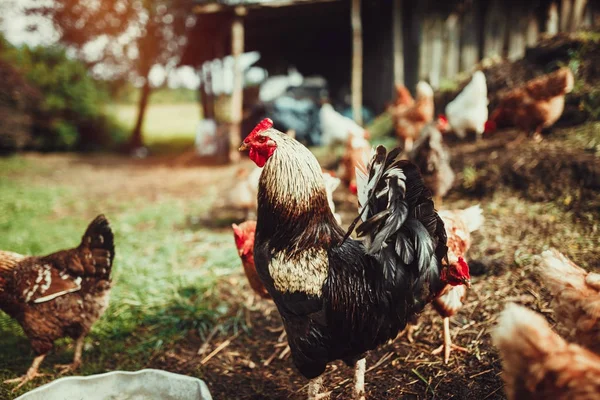 生活の無料の範囲鶏 — ストック写真