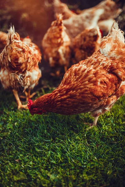 生活の無料の範囲鶏 — ストック写真