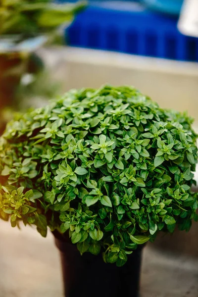 Grünes Bio Basilikum Auf Bauernmarkt — Stockfoto