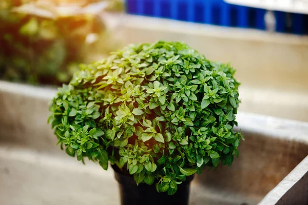 Groene Biologische Basilicum Boerenmarkt — Stockfoto