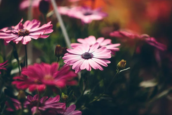 美しい春の花の背景 柔らかい焦点 — ストック写真