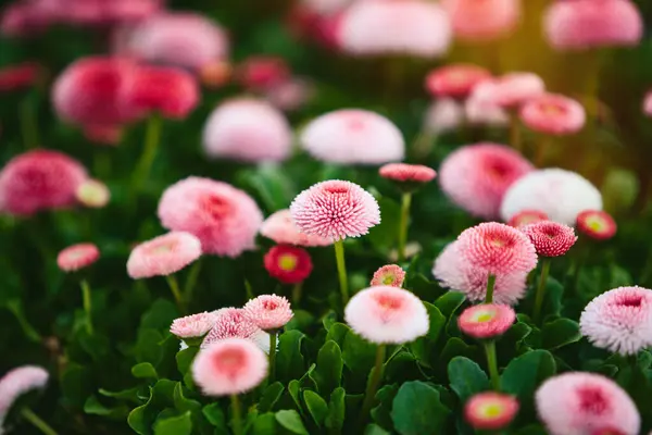 美しい春の花の背景 柔らかい焦点 — ストック写真