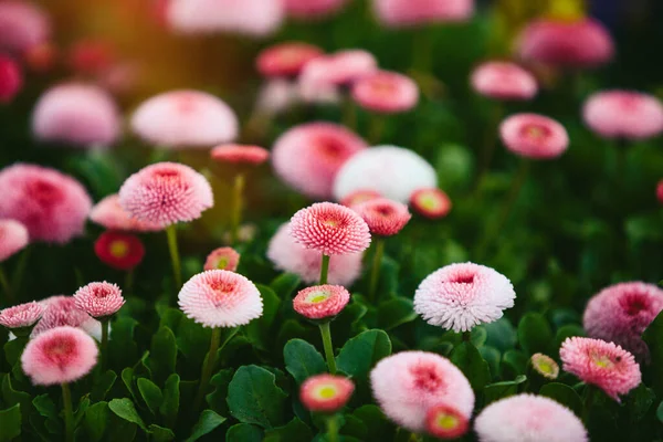 美しい春の花の背景 柔らかい焦点 — ストック写真