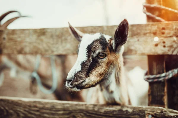 Chevre Bebe Mignon Agriculture Jour Stock Photo