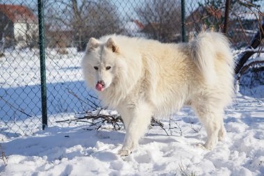 Güzel beyaz Sibirya Samoyed köpek içinde belgili tanımlık kar