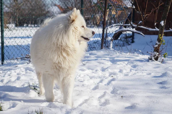 Bonito branco Siberian Samoyed cão na neve — Fotografia de Stock
