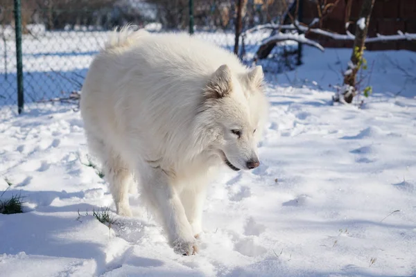 Krásný bílý sibiřský samojed pes ve sněhu — Stock fotografie