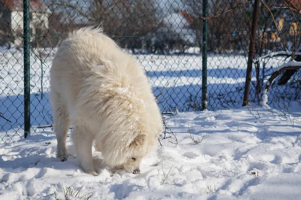 Krásný bílý sibiřský samojed pes ve sněhu — Stock fotografie