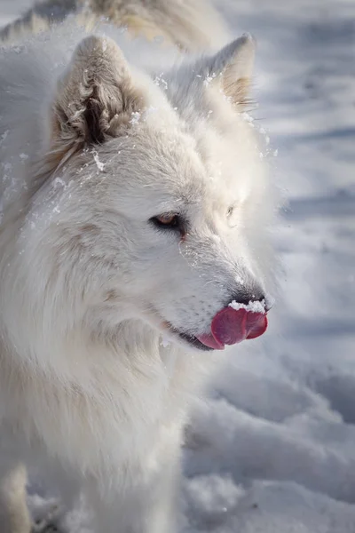 Hermoso perro siberiano blanco Samoyedo en la nieve —  Fotos de Stock