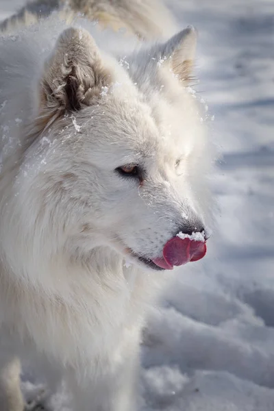 Bonito branco Siberian Samoyed cão na neve — Fotografia de Stock