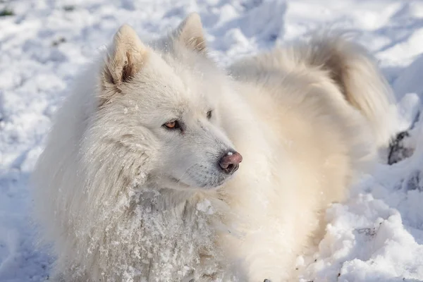 Mooie witte Siberische Samojeed hond in de sneeuw — Stockfoto