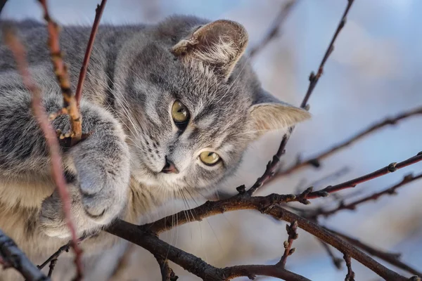 Γκρι γάτα σε κλαδιά δέντρων με μόλυναν ουρανό στο παρασκήνιο — Φωτογραφία Αρχείου