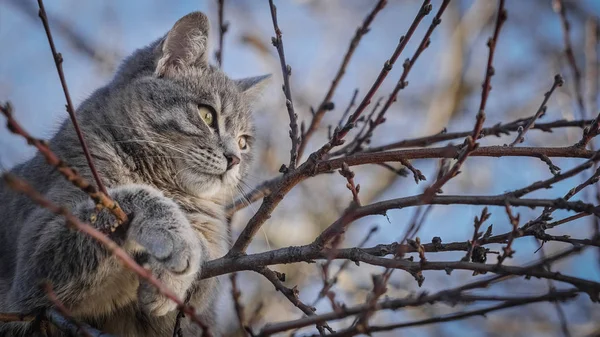 Γκρι γάτα σε κλαδιά δέντρων με μόλυναν ουρανό στο παρασκήνιο — Φωτογραφία Αρχείου
