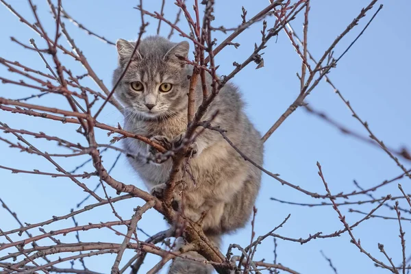 Szürke macska a fa ágai blured ég, a háttérben — Stock Fotó