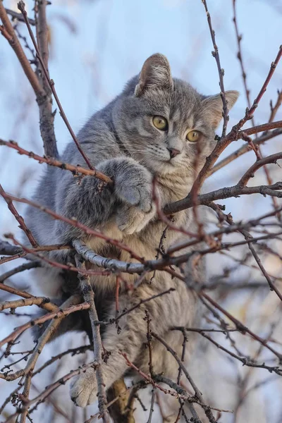 회색 고양이 blured 하늘 배경에서으로 나뭇가지에 — 스톡 사진