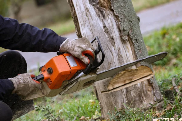 Cortar Árbol Con Motosierra — Foto de Stock